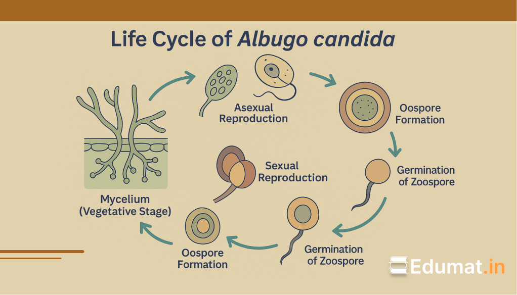 Life Cycle of Albugo Candida: Process & Mechanism with Zygotic Meiosis